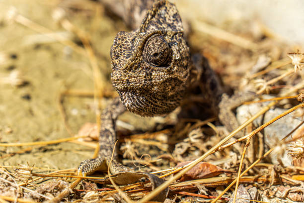 istock beautiful lizard with strange eyes 1431350243