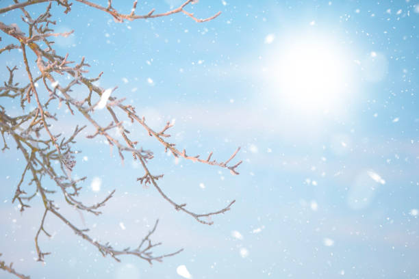 snow-covered tree branches on a winter background. - january winter icicle snowing imagens e fotografias de stock