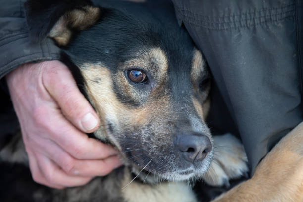 istock The hand strokes the dog with sad eyes. 1431352430