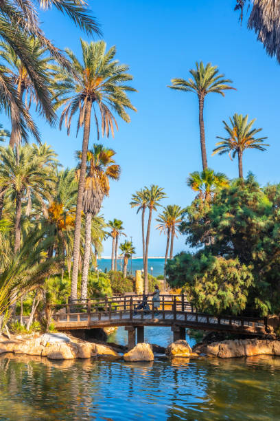 walking with the grandson on a bridge in the el palmeral park in the city of alicante - cheerful cactus imagens e fotografias de stock