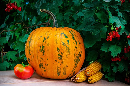 Pumpkin, tomato and corn on the table along with a branch of viburnum. After harvesting.