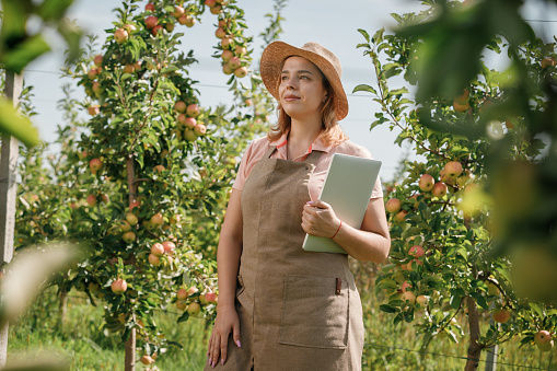 Attractive female agronomist or farmer with laptop standing in apple orchard and checking fruit, makes notes. Agriculture and gardening concept. Healthy nutrition
