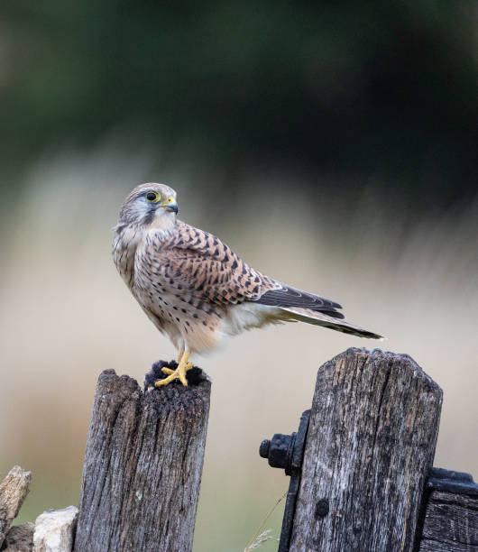 istock A female kestrel (Falco tinnunculus) perched on a wooden post. 1431353283