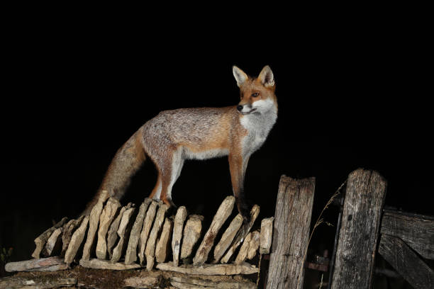istock A portrait of a red fox (Vulpes vulpes) standing on a dry stone wall. 1431353309