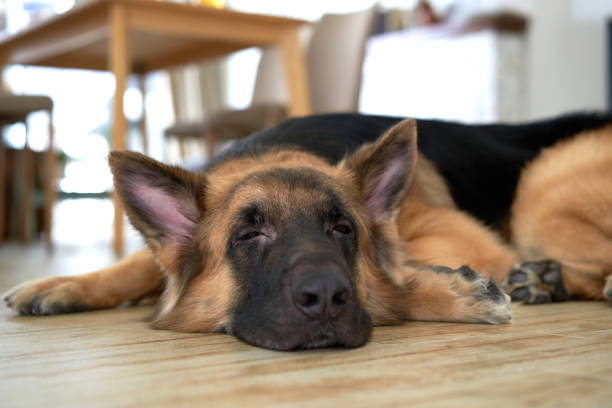 german shepherd dog sleep on floor