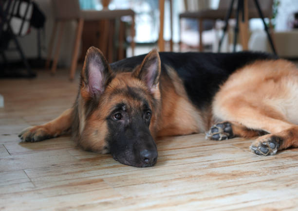 german shepherd dog laying down and look away