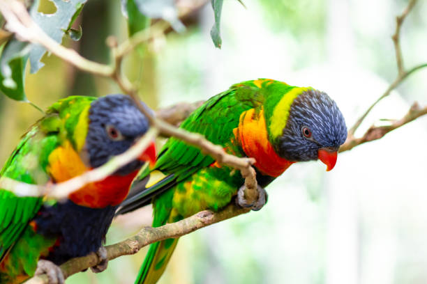 istock Tropical multicolor rainbow lorikeet, closeup bird portrait 1431356118
