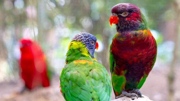 istock Tropical multicolor rainbow lorikeet, closeup bird portrait 1431356150