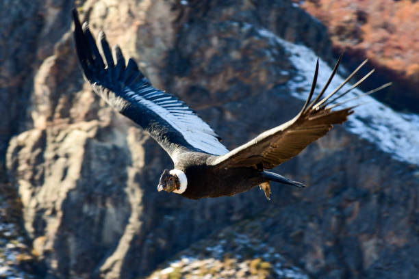 Condor Andean Condor condor stock pictures, royalty-free photos & images