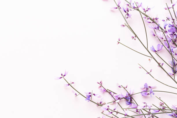 istock Flowers composition. Pink flowers on pink background. Easter, spring concept. Greeting card. 1431362195