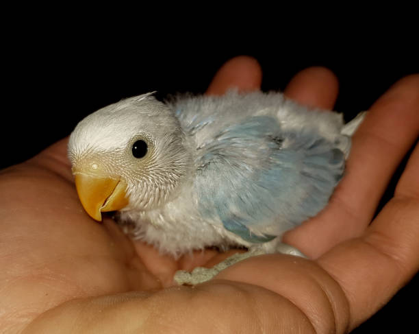 agapornids in portrait: colorful and sociable dwarf parrots, which are also very intelligent. - inseparável de fisher imagens e fotografias de stock