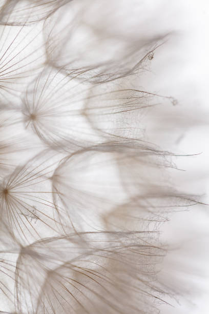 istock Abstract dandelion macro flower background. Seed macro closeup. Soft focus 1431362898