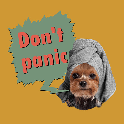Dont panic. Contemporary pop art collage, design in magazine style with dog isolated over color background. Animals with human emotions. Concept of self-confident, surrealism, creativity, human rights