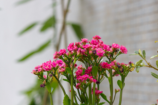 Spring garden flowers. Natural park landscape. Green leafy plant background. — stock image