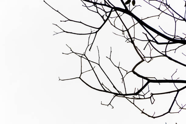 istock silhouette of a tree branch in Rio de Janeiro. 1431364944