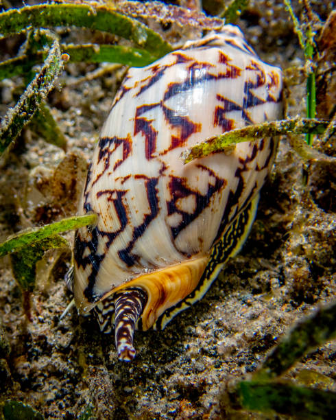 noble volute - sea snail photos et images de collection