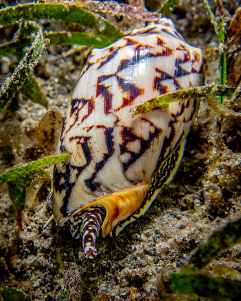 고귀한 볼루트 - sea snail 뉴스 사진 이미지