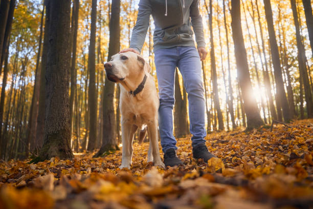 istock Man with dog during autumn walk in forest 1431365967