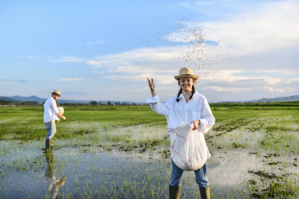 istock Rice Field Work By Smiling Female And Her Husband 1431366110