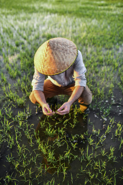 Focused Male Farmer Examining Saplings Of Rice Fields stock photo