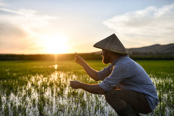 un agriculteur vérifie les jeunes arbres de riz pour la maladie au coucher du soleil - bali indonesia rice paddy rice photos et images de collection