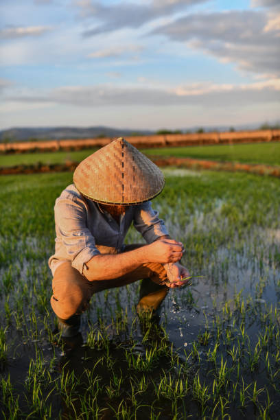istock Male Farmer Washing Rice Sapling With Water 1431366420