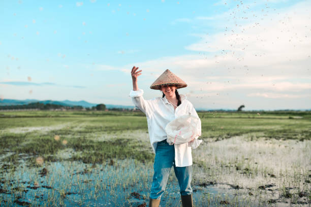 istock Happy Female Sowing Rice Seeds On Field 1431368261