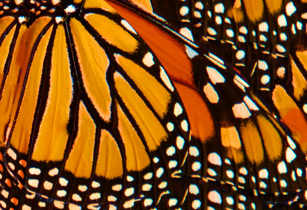Butterfly-Orange flower-Howard County Indiana