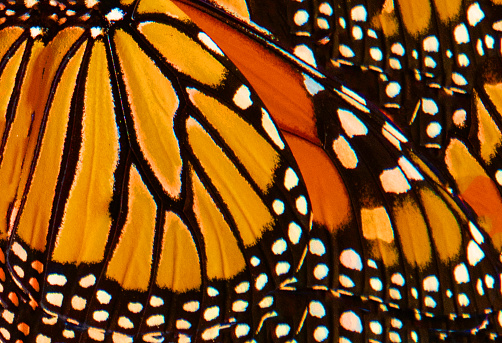 Close-up of orange butterflies in summer garden.
