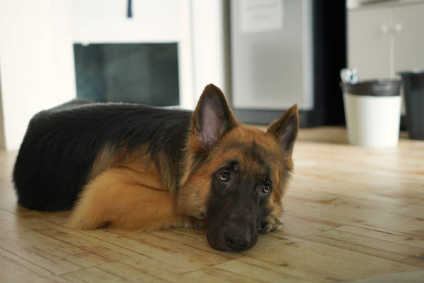 istock german shepherd dog laying down and look away 1431368529