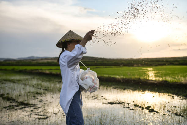 Female Farmer With Conical Hat Using Cool Summer Sunset To Sow Rice Seeds