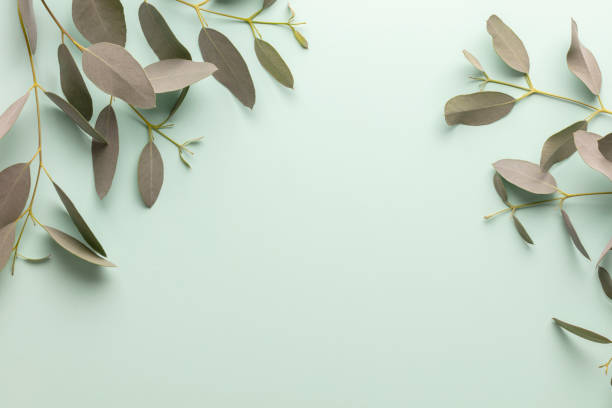 istock Banner with eucalyptus branches on a blue pastel background. Place for text. 1431369650