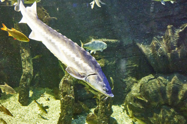 istock sturgeon floating in the water at the river bottom 1431371142