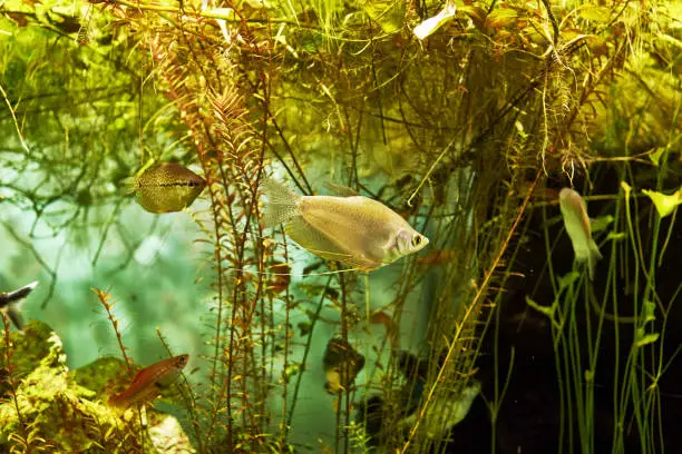 Moon gourami Trichopodus microlepis floating among algae