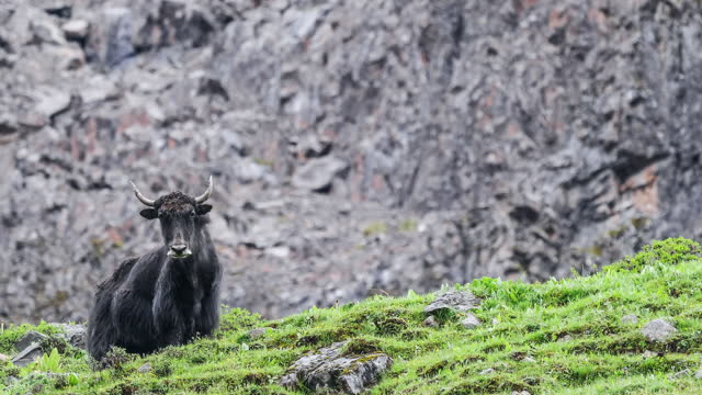 Yaks wander in the mountains