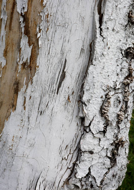 istock extreme close-up bark of a tree background 1431373793