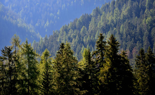 istock Vast forest in the valley 1431374081