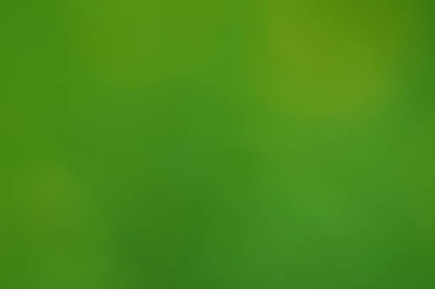 istock Blurred natural background. Wildflowers with green leaves. Color image. 1431375448