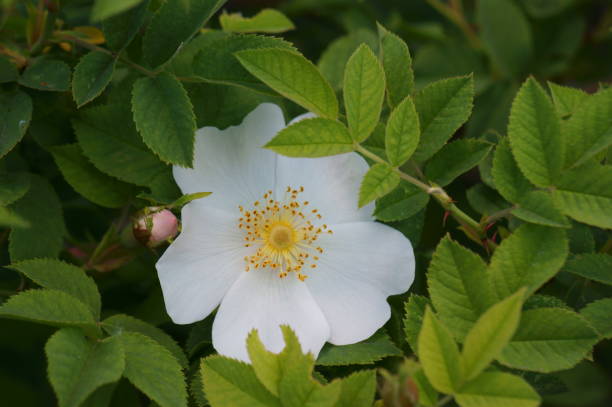 istock Blooming wild rose hips. Beauty is in nature. 1431375551