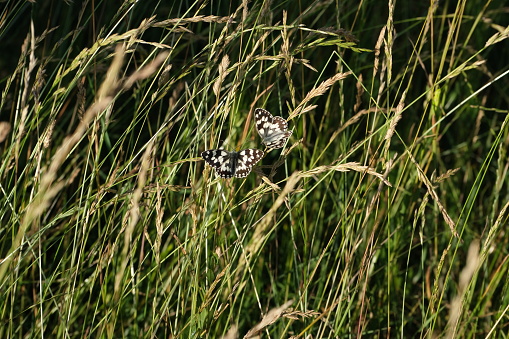 Two marbled white butterflies in the wild on a meadow, beautiful grassland