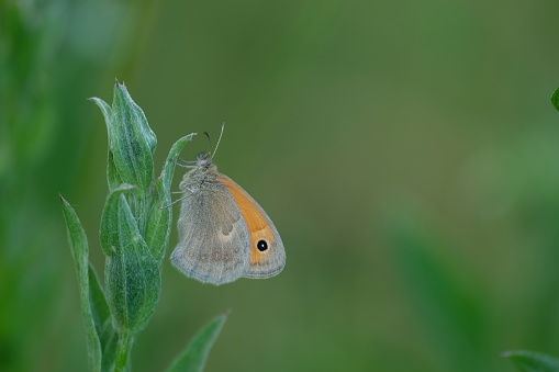 Small heath butterfly close up in nature on a plant, natural green background