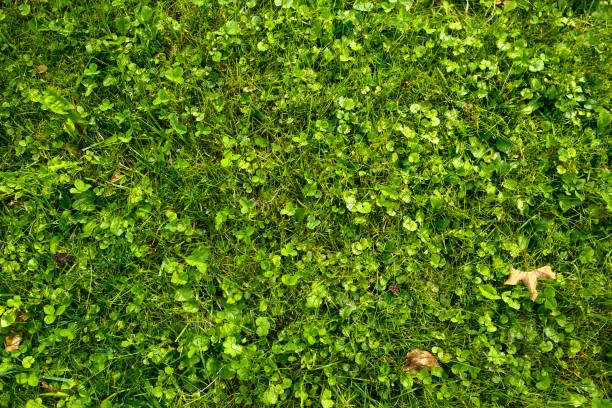 istock green meadow with clovers and autumn leaves 1431380946