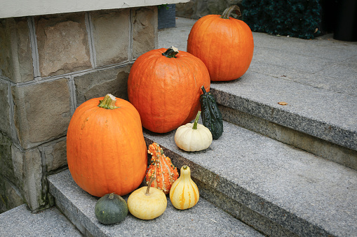 different colorful pumpkins on the stairs, autumn, Halloween decoration