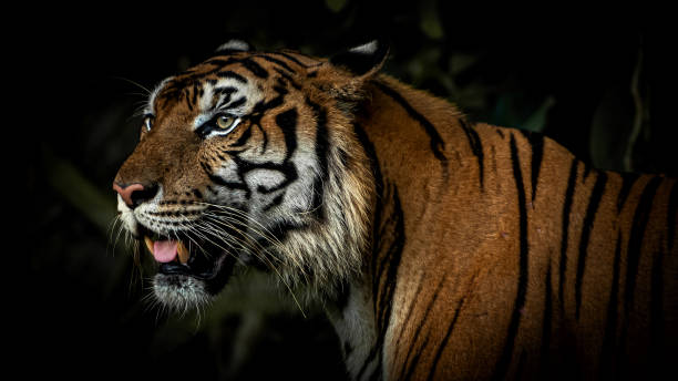 自然に虎の写真。 - tiger roaring danger power ストックフォトと画像