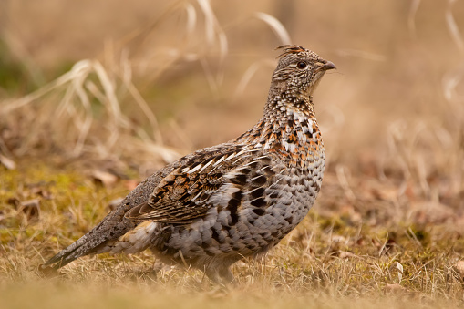 Female ruffed grouse is standing in yellow grass in autumn. Beautiful forest scene.