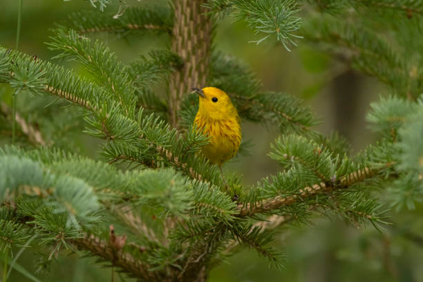 istock Beautiful little yellow bird perched on the spruce branch. 1431384108