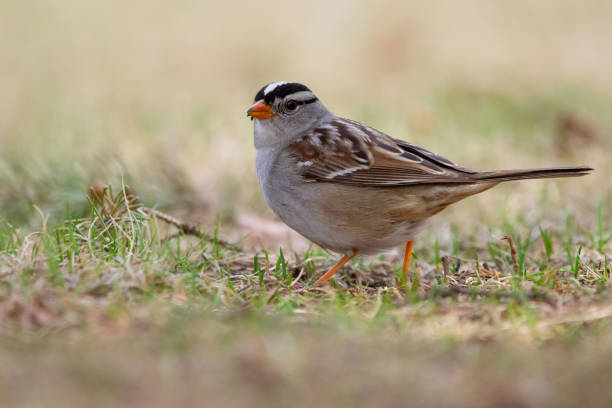 istock White crowned sparrow on the eye level in spring grass. 1431384138