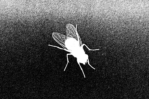 white silhouettes of fly isolated on black background. Insect. Vector realistic illustrations