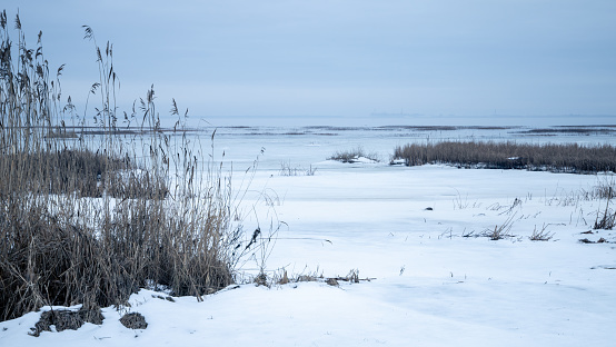 Natural winter landscape, background photo with dry reed in white snow and ice on a cold cloudy day