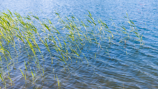 Coastal grass waving on wind on a sunny day. Natural background photo with selective focus